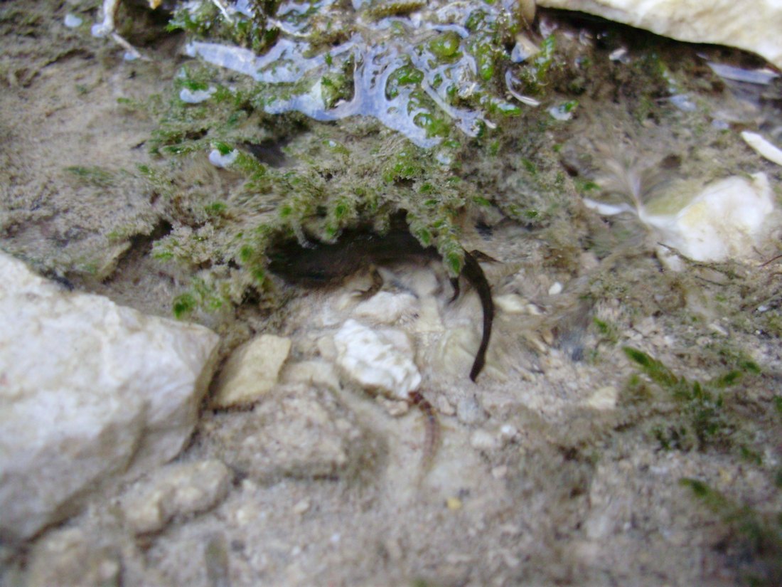 Popolazione di S. salamandra molto numerosa